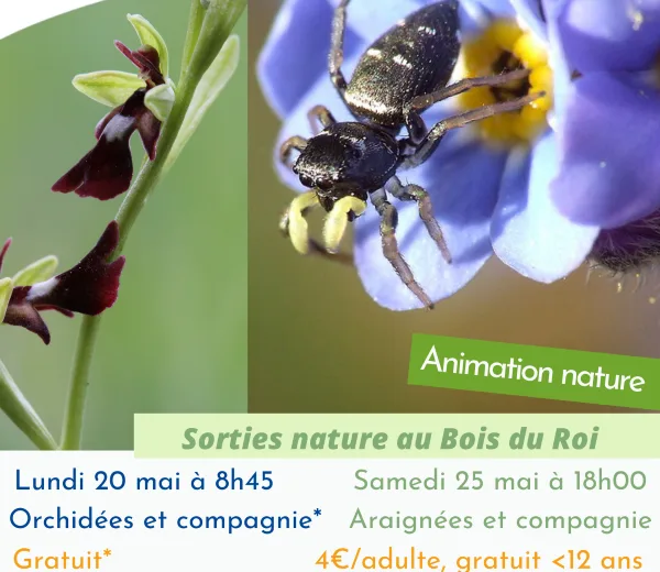 Balade nature sur les Pelouses du Bois du Roi