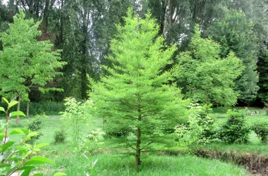 Arboretum de la Brune