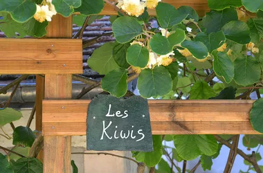 Les Kiwis