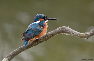 PLUME DE NATURE