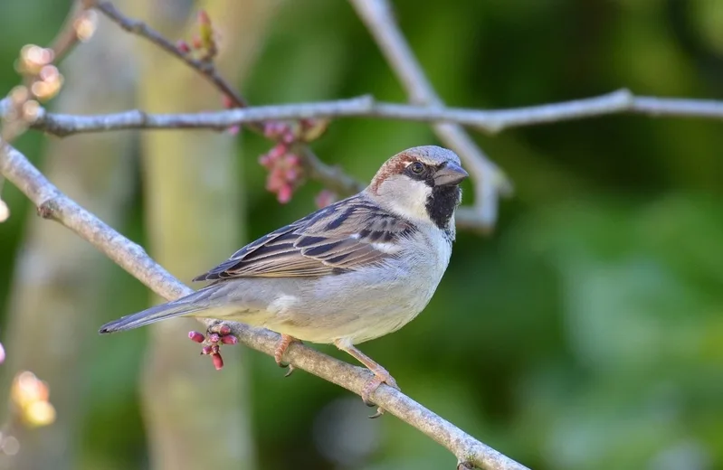 Conférence et exposition sur les oiseaux de nos parcs... Du 10 au 21 déc 2024