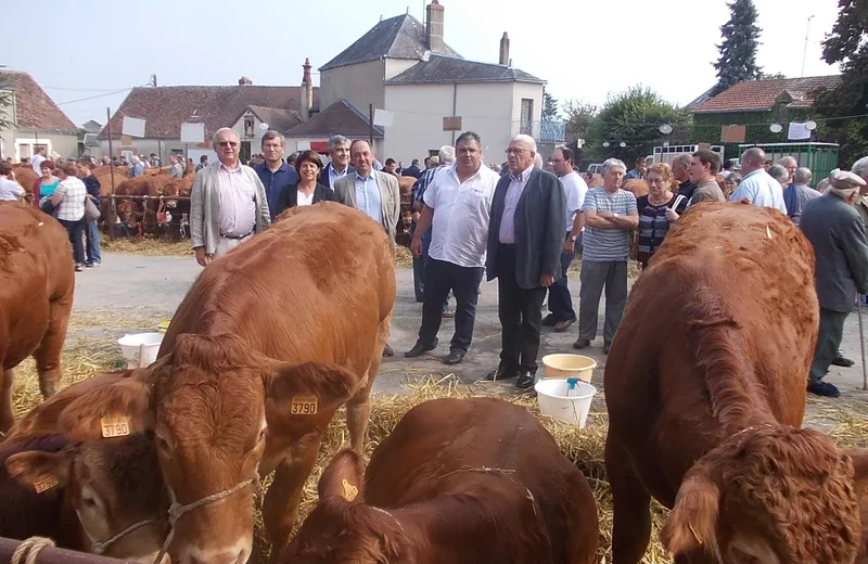 Foire bovine