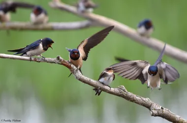 PLUME DE NATURE