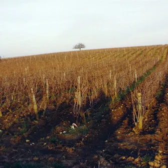 Domaine Nicolas Brunet