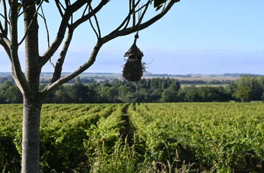 Domaine Grosbois