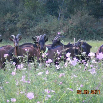 Roulotte de la Ferme des Places