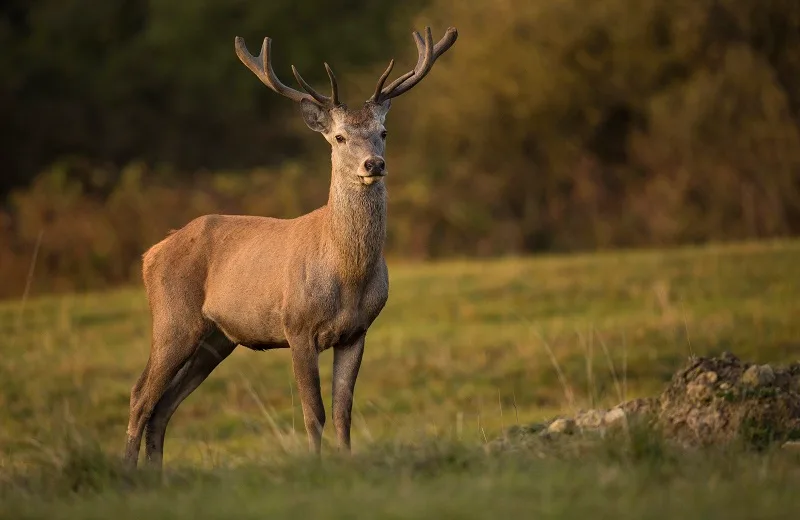 Les amours du Cerf