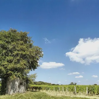 Chais du Val de Loire