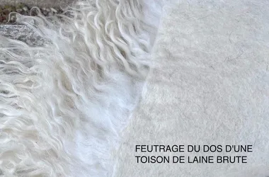 Atelier feutrage de toison de laine brute