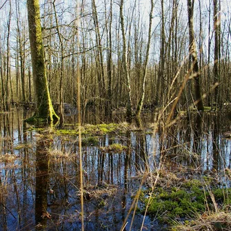 Forêt humide des Mousseuses