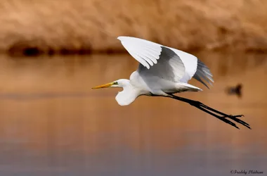 PLUME DE NATURE