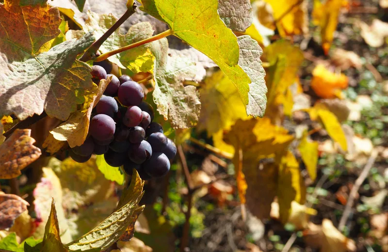 Domaine Doudeau-Léger