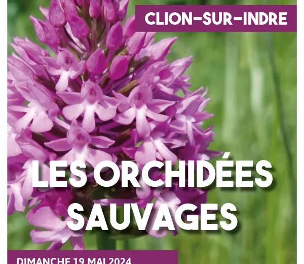 Sortie nature : orchidées sauvages du Boischaut Nord