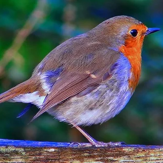 Les ornithologues en herbe avec la Maison de la Loire