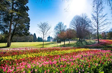 Jardins des Tulipes du château de Cheverny