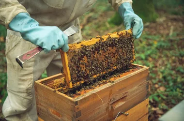 St FIRMIN SUR LOIRE - Du miel dans les salades- ruches