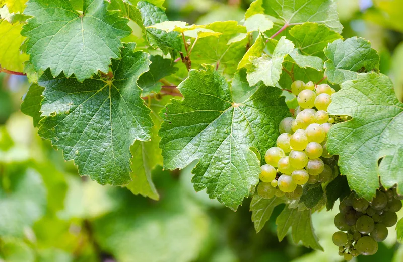 Domaine Bernard et Jérôme Godon