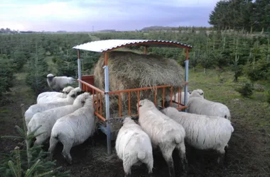 Moutons dans les sapins