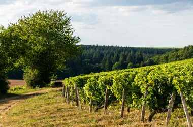 Domaine Marc Guérin