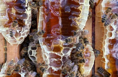 degustation-la-ferte-saint-aubin-miel-1991-fabrication-du-miel