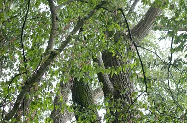 Arboretum de la Brune