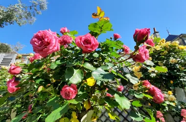 La Fleur de Vigne