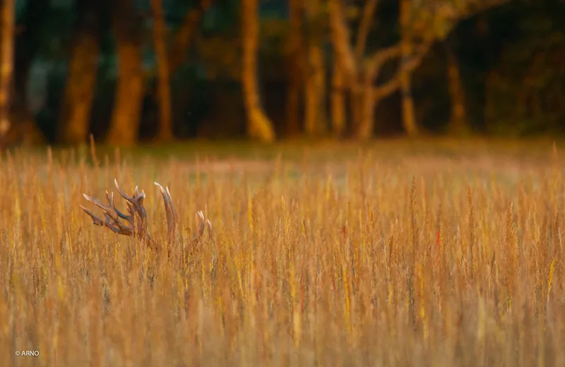 Instants Nature - Am stram brame en Sologne Du 18 au 28 sept 2024