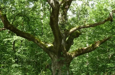 Domaine de Candé - Randonnée A l'ombre des chênes centenaires