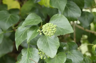 La nature à fleur de sens – Balades à la découverte des plantes sauvages