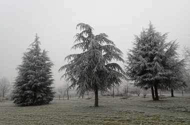 Les arbres en hiver