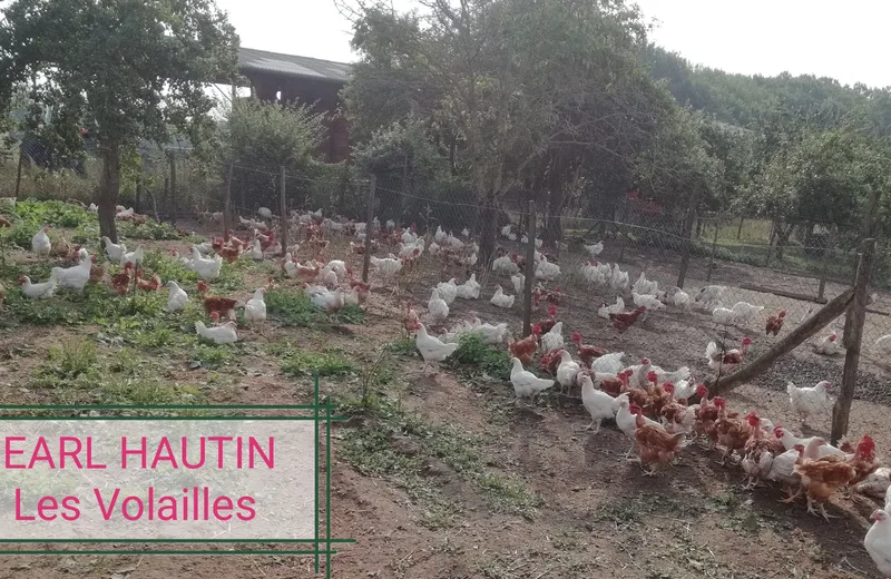 Beaulieu sur Loire -EARL HAUTIN - poulets