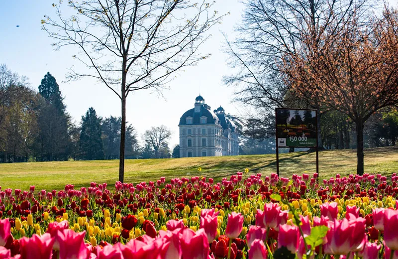 Jardins des Tulipes du château de Cheverny Du 25 mars au 18 avr 2025