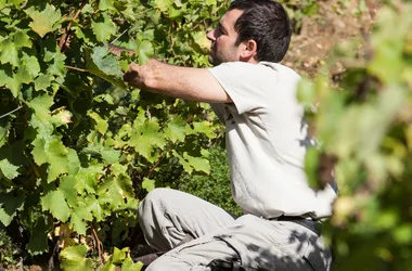 Vincent Carême - Le vignoble de Vernou - AOC Vouvray