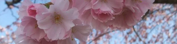 arboretum-cerisier_accolade03