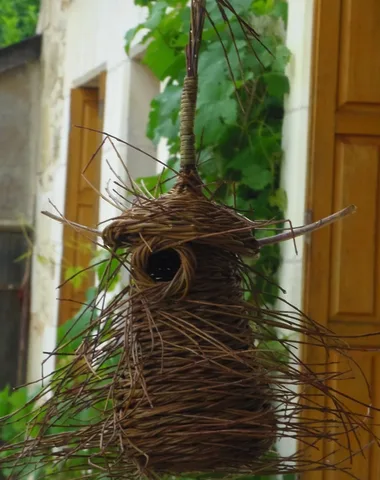 Un panier, comment ça pousse ?