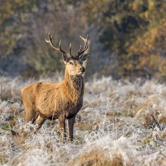 Au royaume du cerf