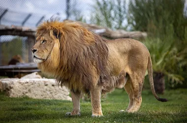 Nale lion La Tanière zoo refuge