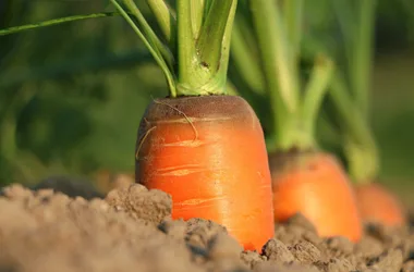 Au Bon Endroit – Ferme Zou la Galinette