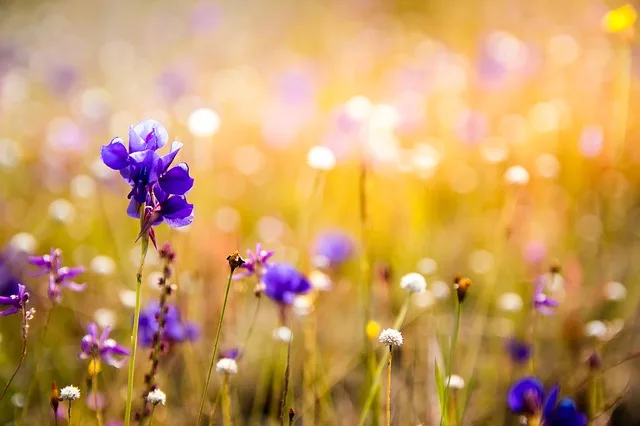 fleurs-sauvages©pixabay