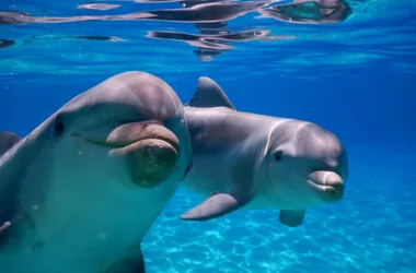 Rencontre avec les dauphins à Planète Sauvage_2