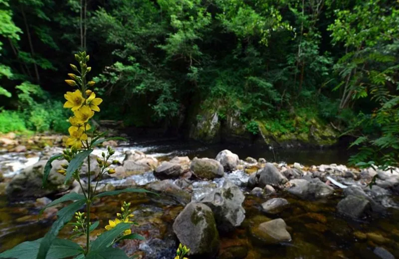 Les Gorges de la Dunières