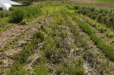 Producteur de plantes médicinales et aromates