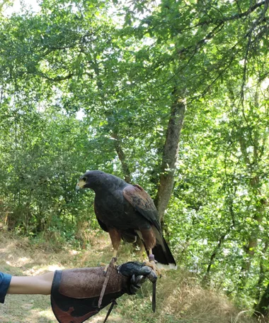 Balade en compagnie de rapaces