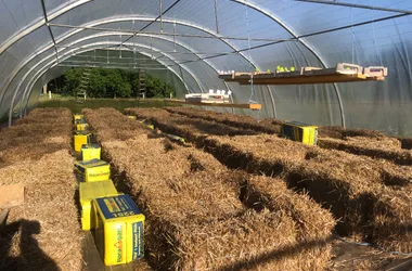 Visite de la ferme de Belon