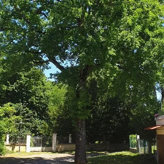 L’Arbre de la Liberte