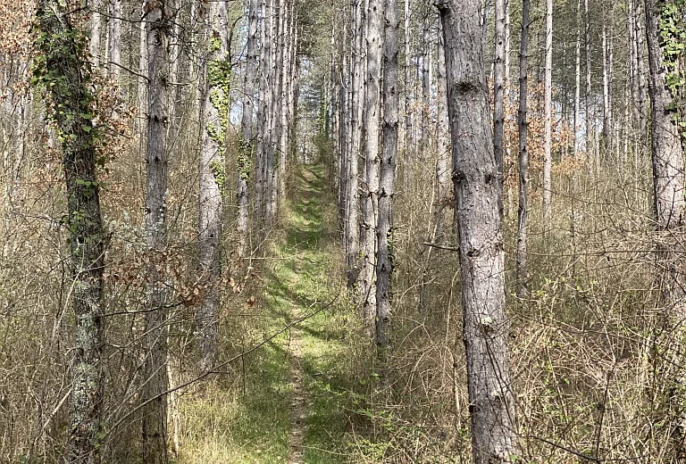 La Forêt de Sorbets – variante 1 – à pied