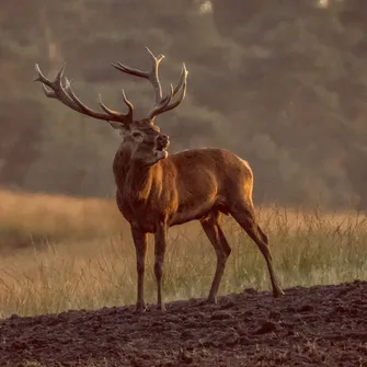 Soirée Brame du cerf à la Ferme aux cerfs et sangliers