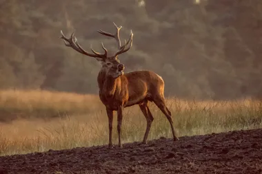 Soirée Brame du cerf à la Ferme aux cerfs et sangliers