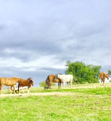 La Ferme équestre de Lupiac