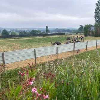 Visite de la Ferme Gers Autruches